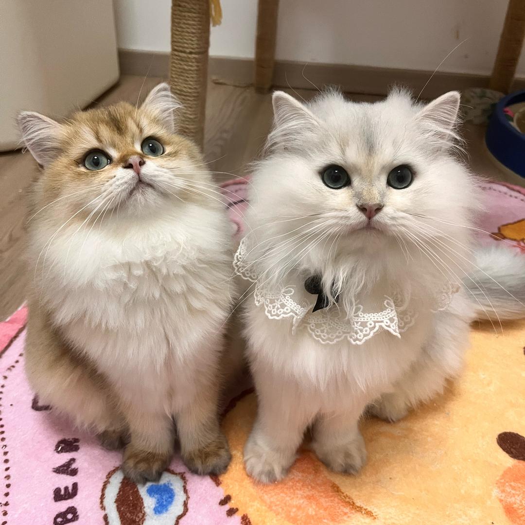 小西瓜的猫