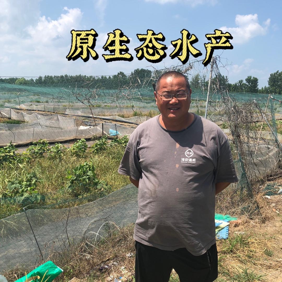 朱老大黑斑蛙