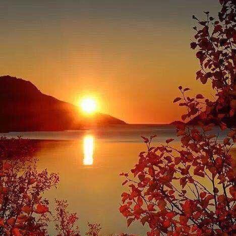 夕阳红TLJ
