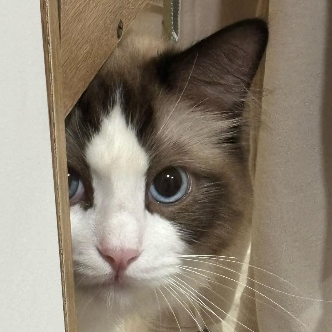 小南瓜.