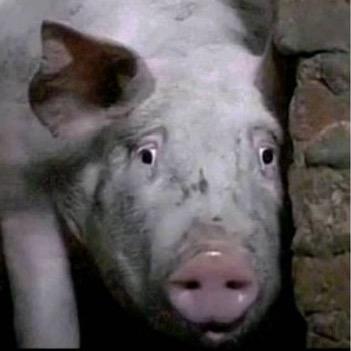 我是大韭菜✅梦想做镰刀🤨