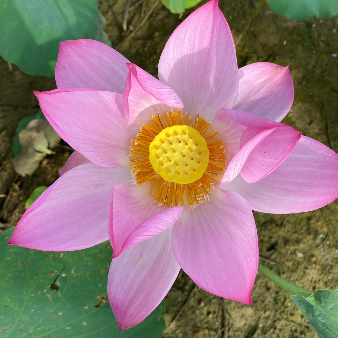 春风生