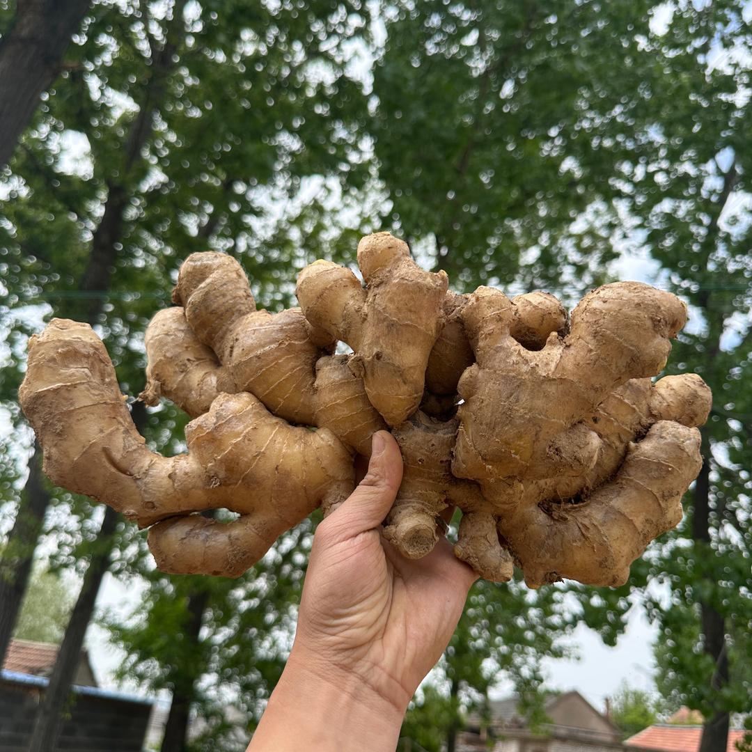 山东日照 生姜 板栗 大姜 小姜