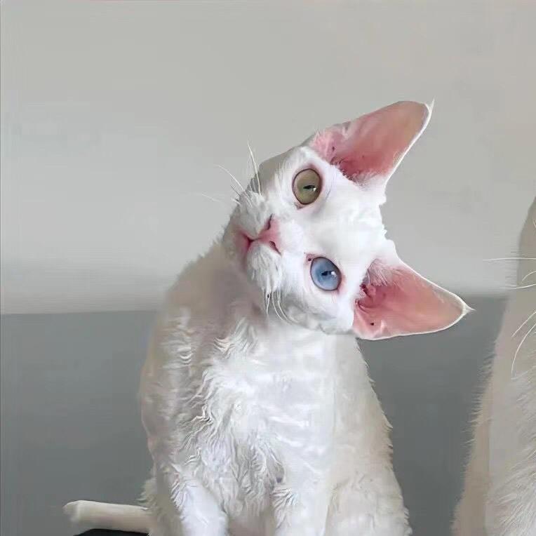 唐唐😋