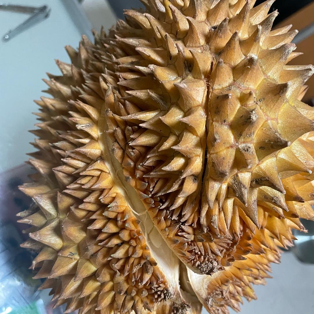 肸乯
