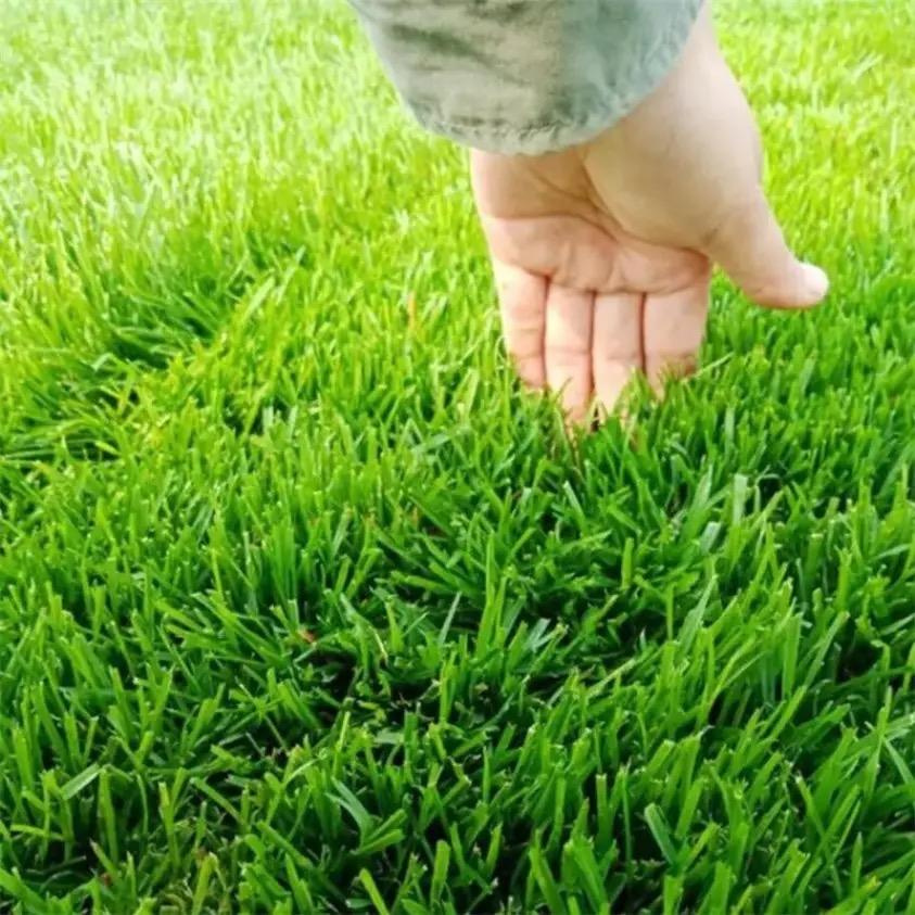 花盈绿化草种批发