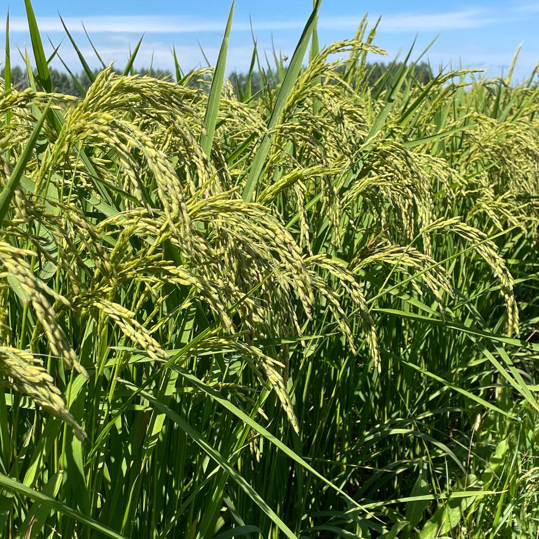 五常市北甫农业有限公司