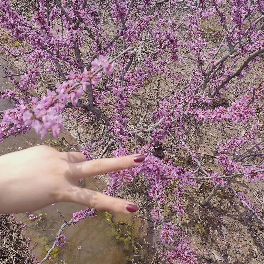 花开花落
