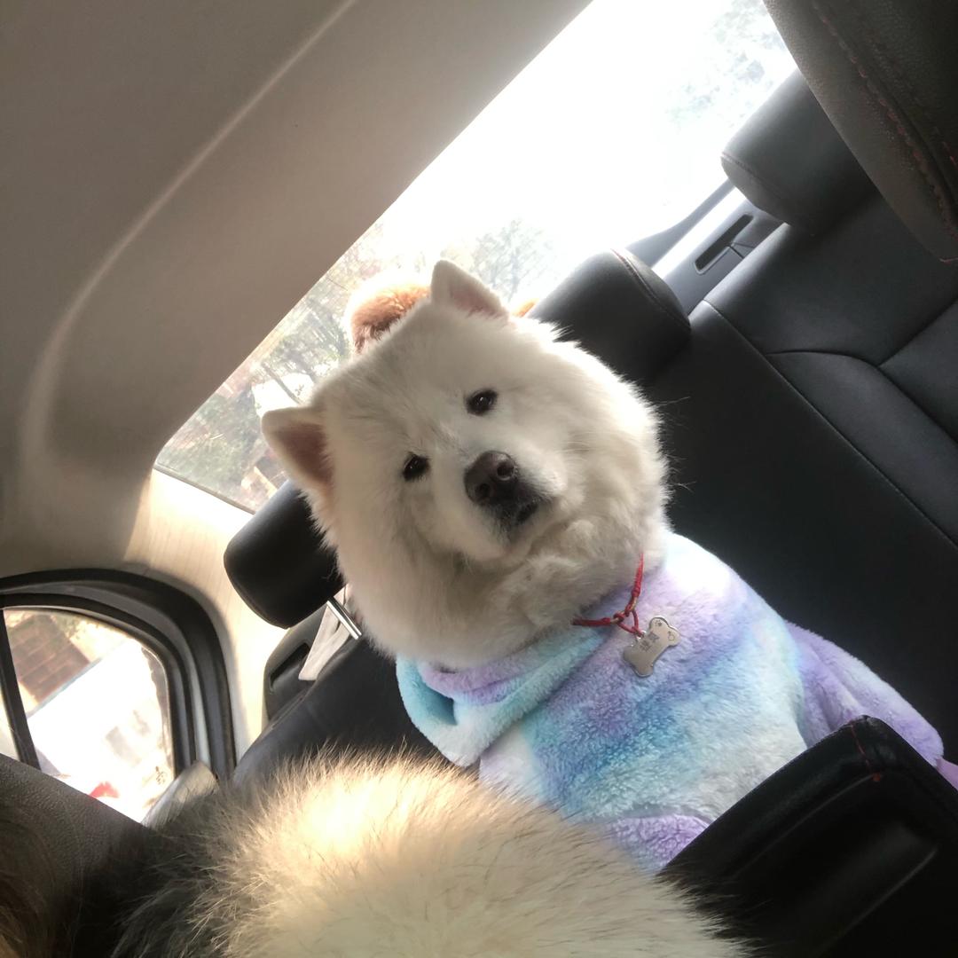 提莫家一间宠物店