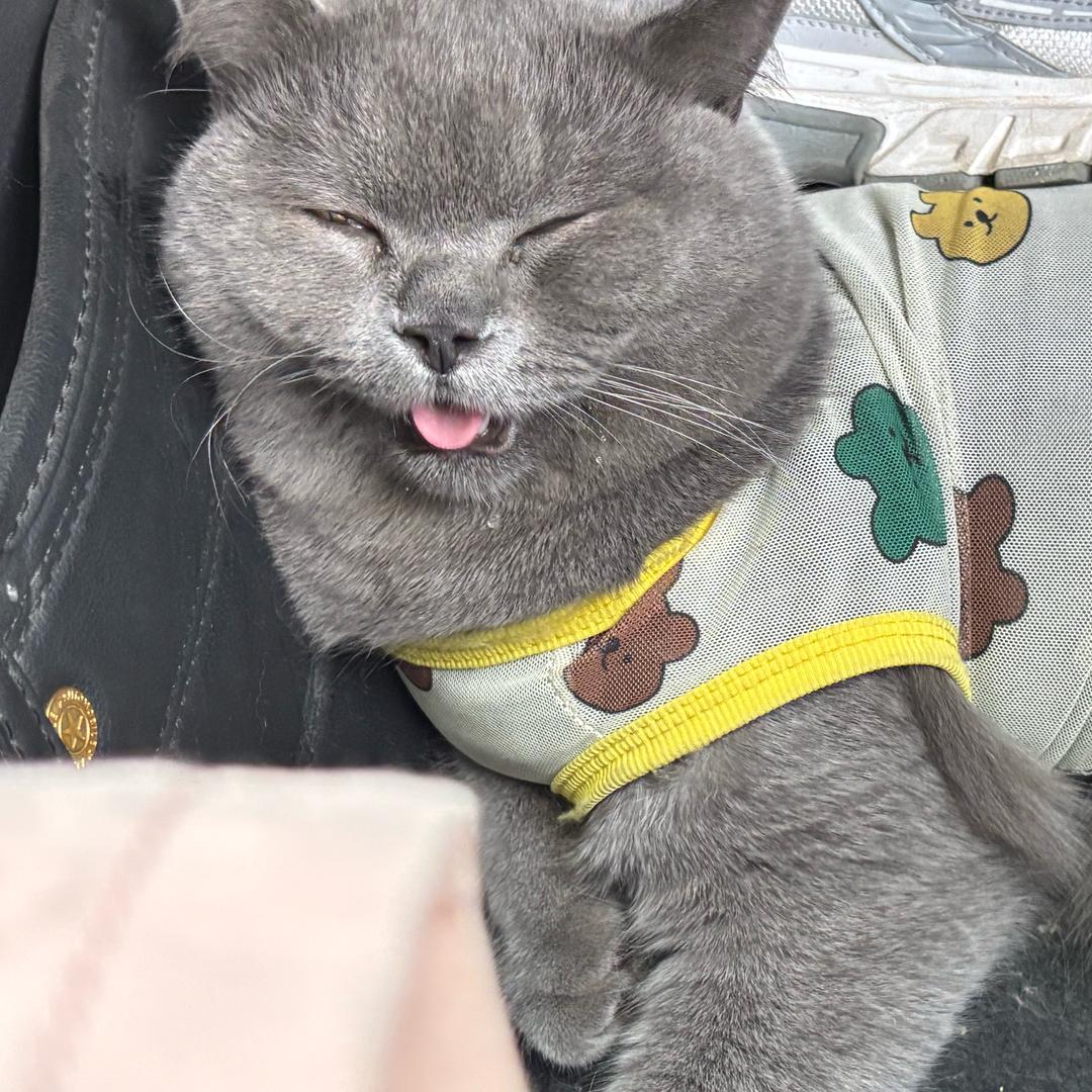 肠肠这块肉肉好不好恰💛ྀི