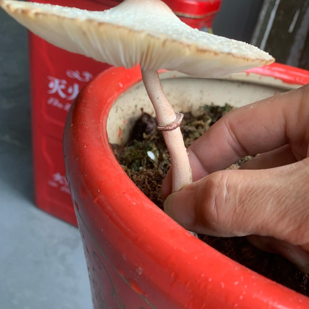 照熙特