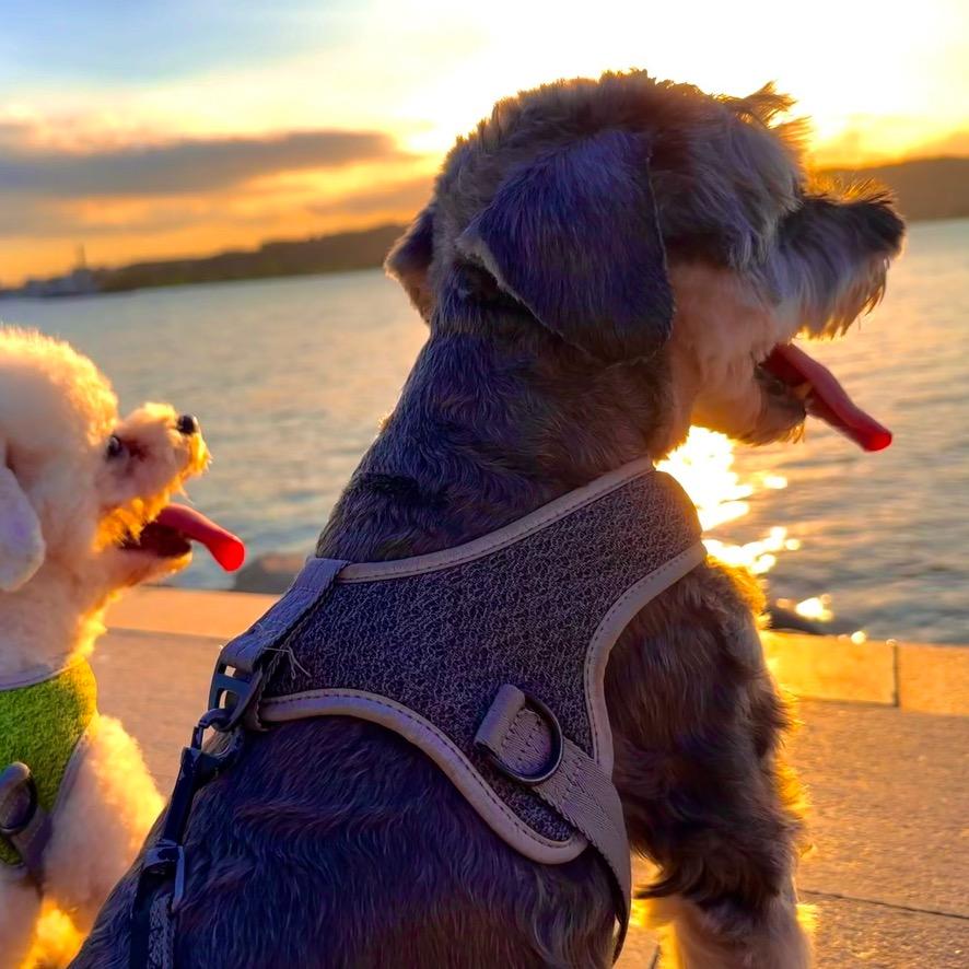 _包子在减肥🌱