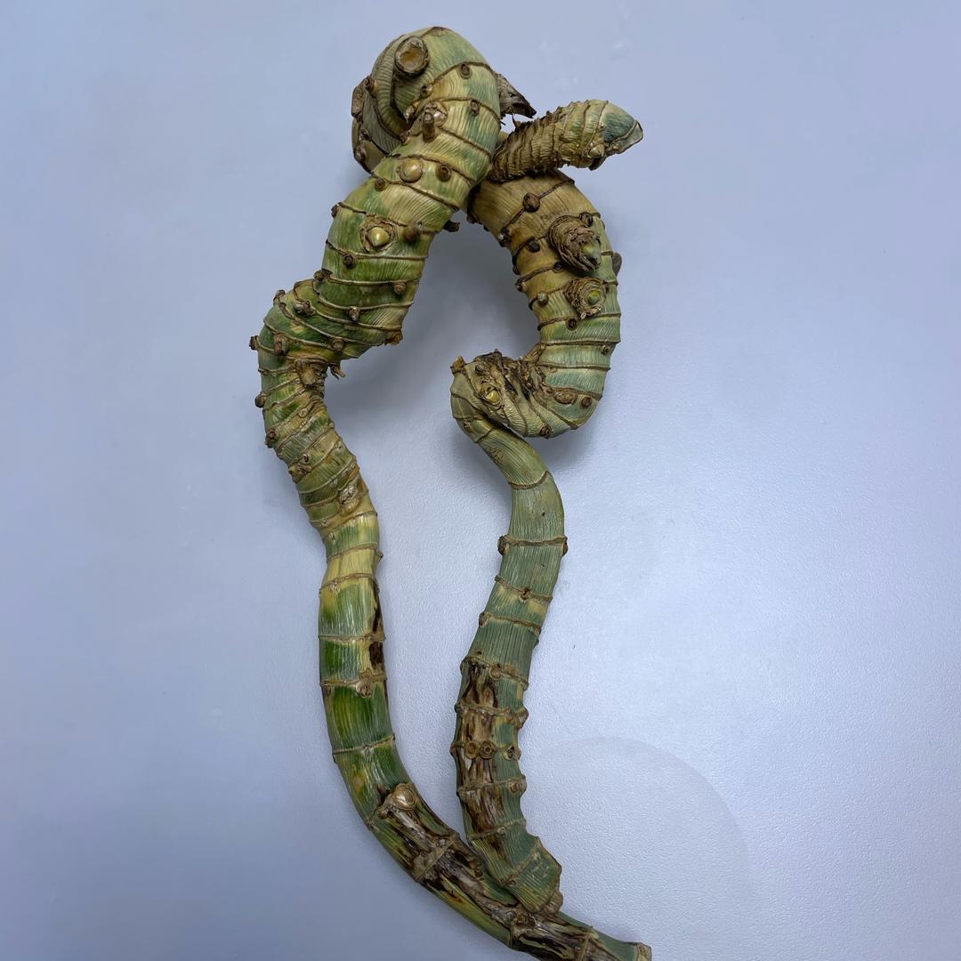 贵州竹根老巴斗把玩件