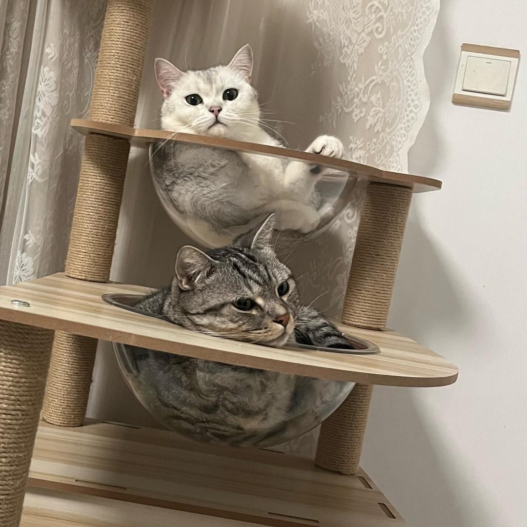 苏眉