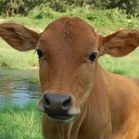 牧之鲜牛肉
