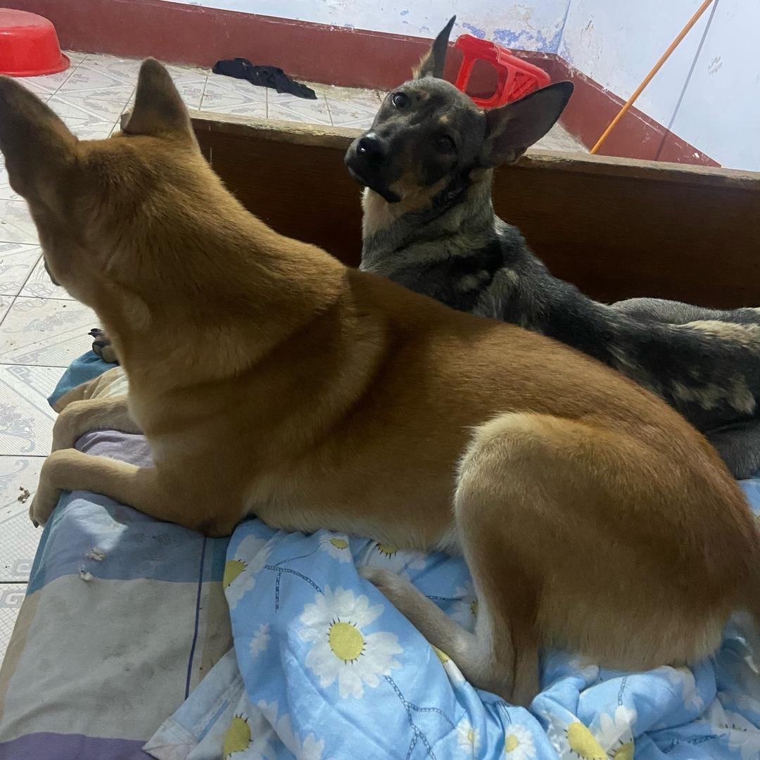 家有碎嘴子🐶