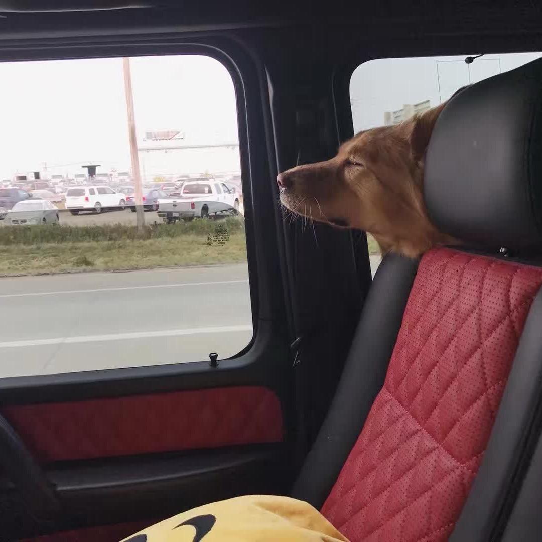 胖墩墩🐈‍⬛🐕