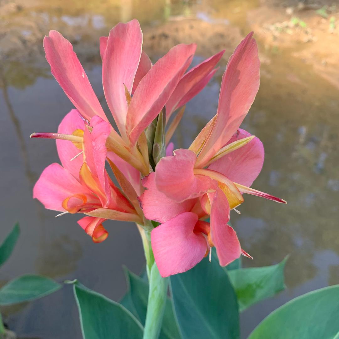 明明