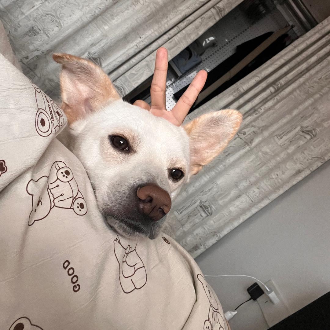 捣蛋大王到（巴克）