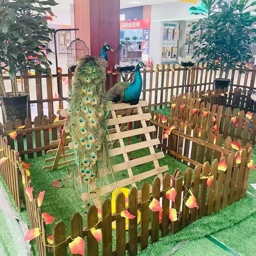 农场孔雀园
