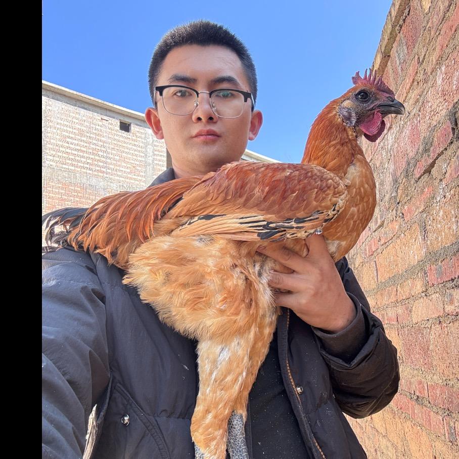瑶哥 养鸡