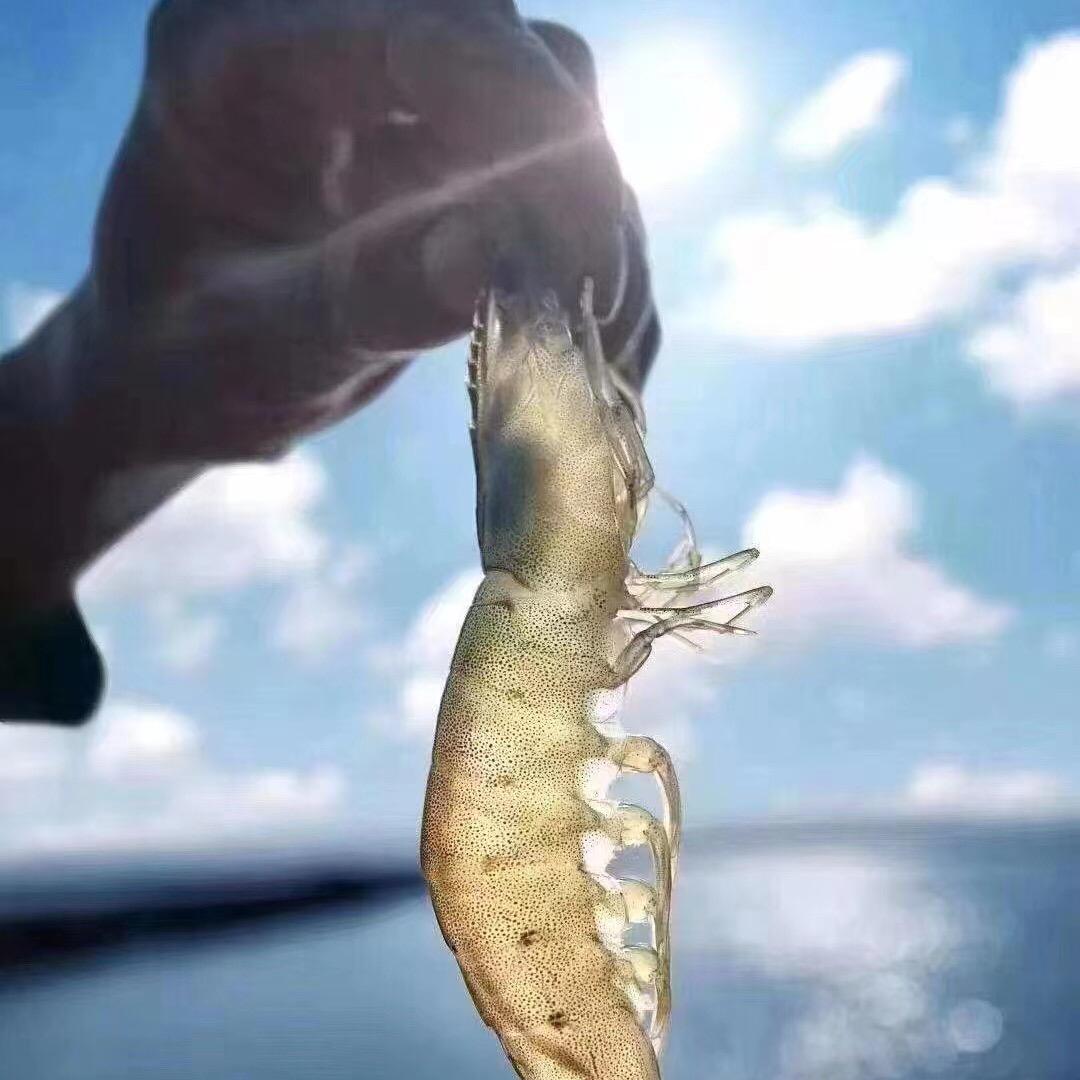 诸城吉顺虾库