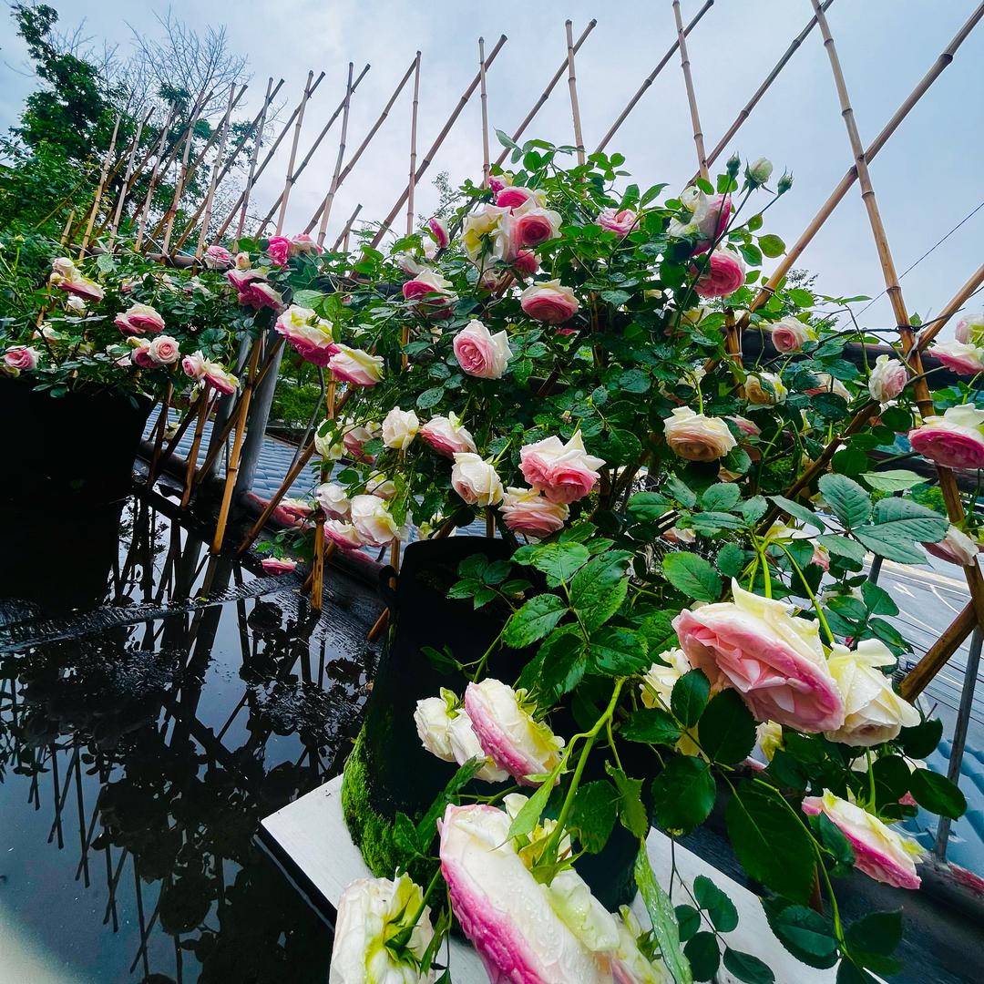 云溪落花