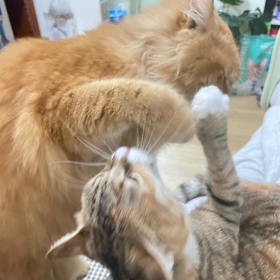 湖蓝蛋卷