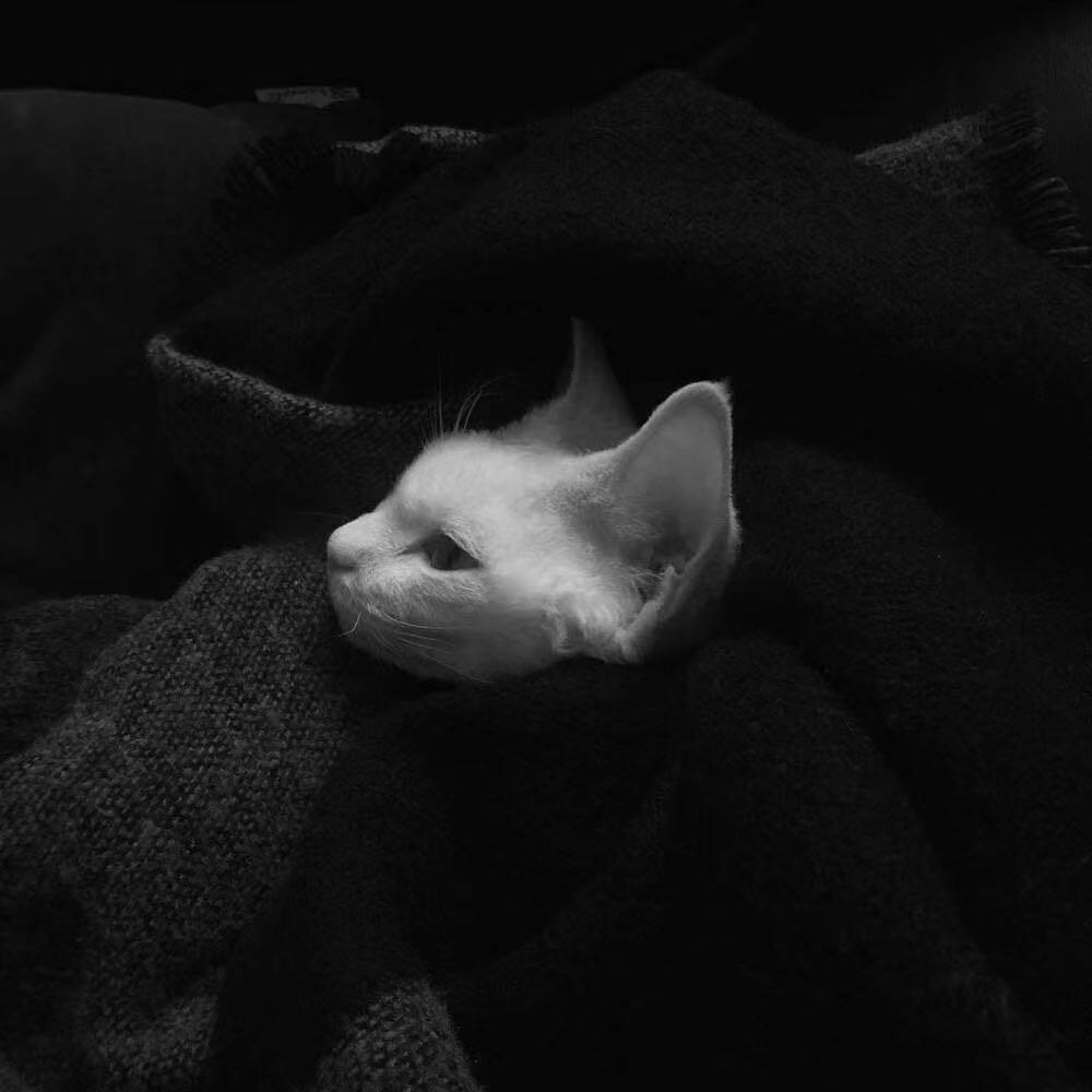 王者荣耀 池中棠（国服凯）