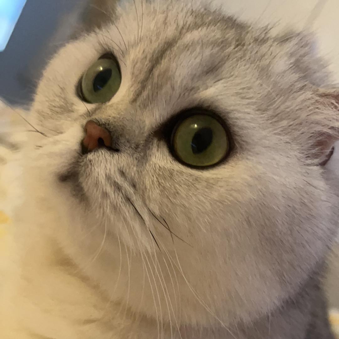 小月🌙