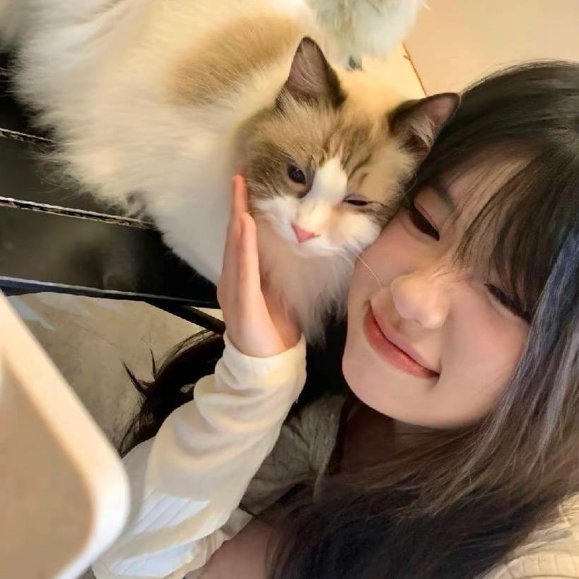 布猪盗.