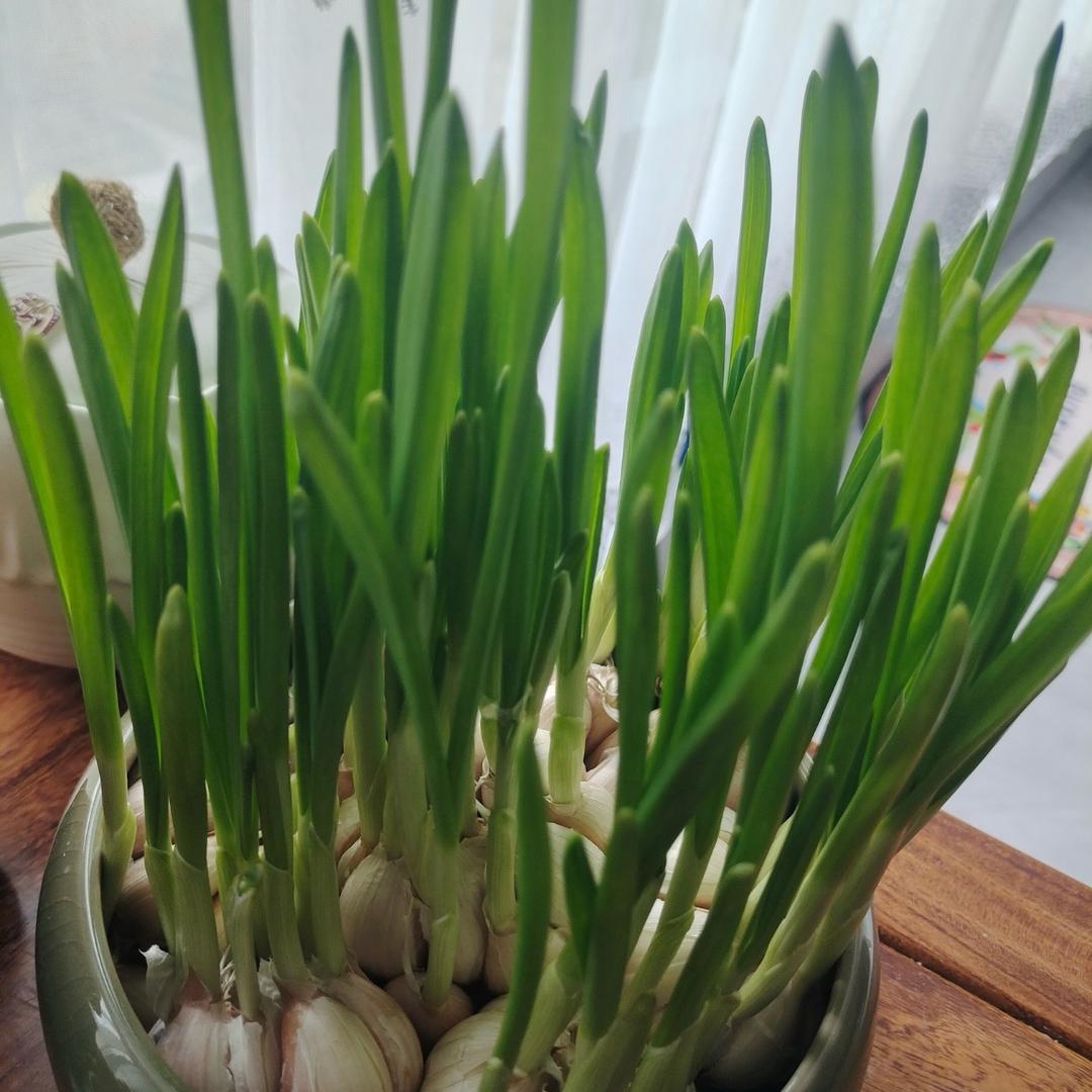 水培蔬菜绿色食品