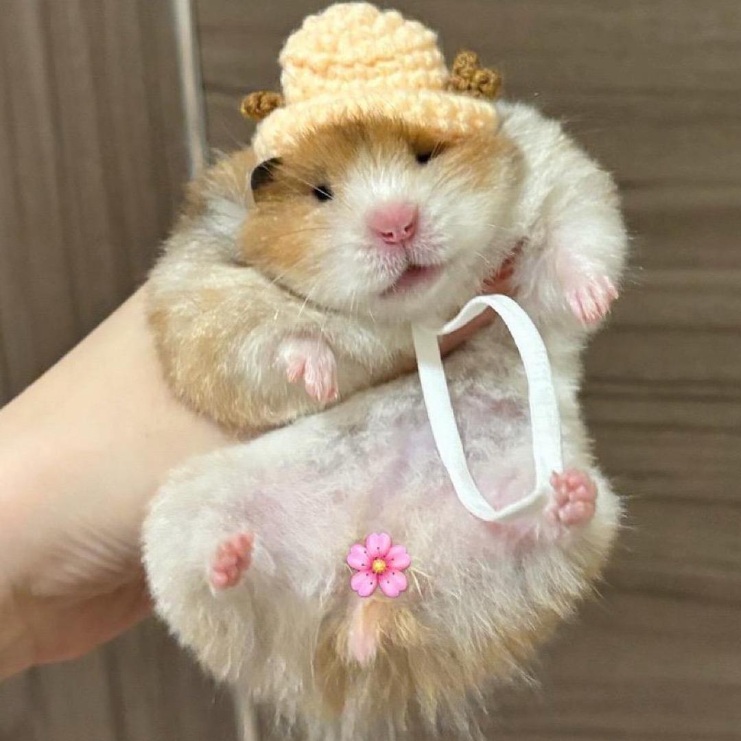 鸭脚