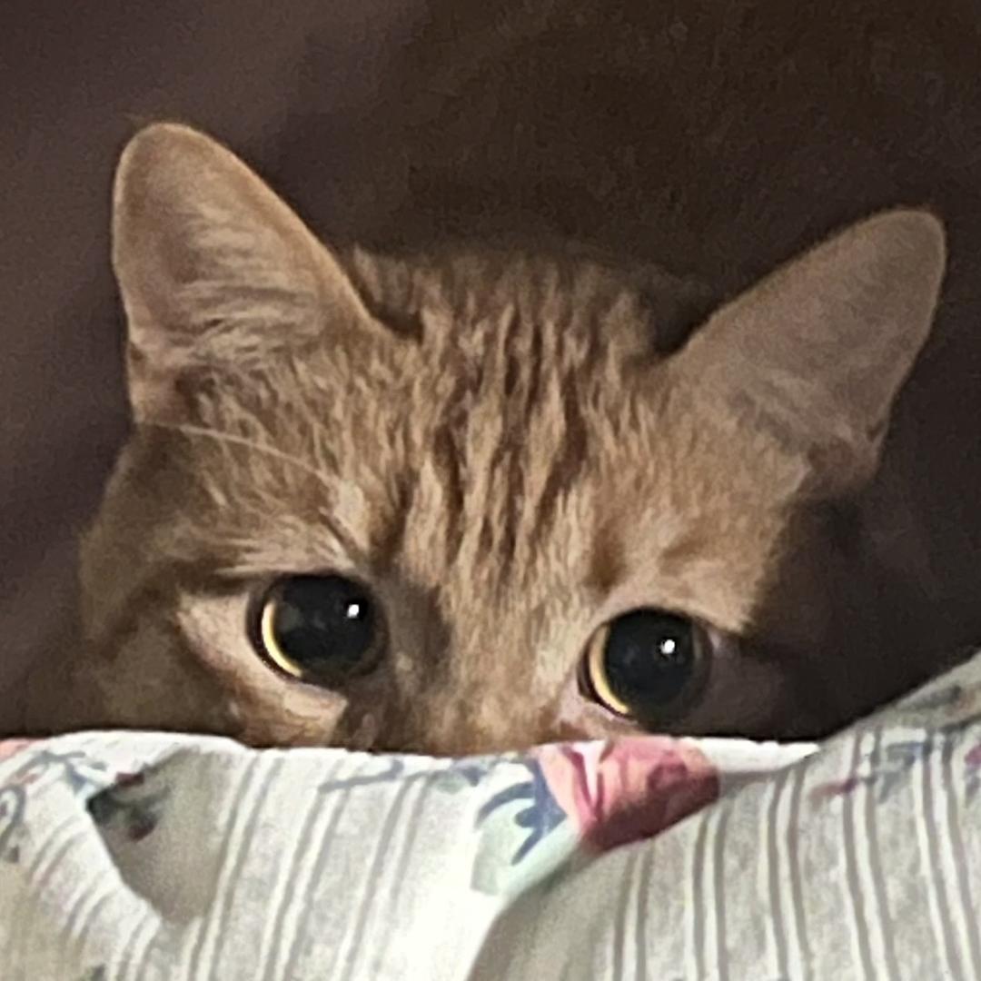 SHINGฅ