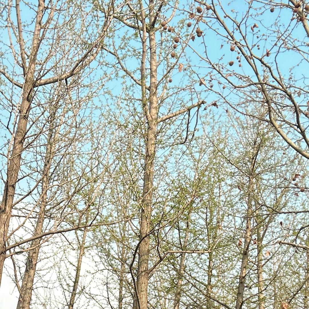 如意   V     f948568