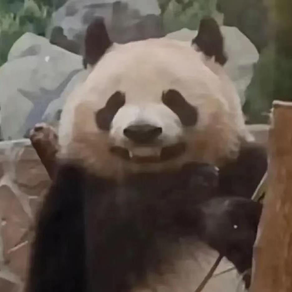 尼古拉斯•麦当当🌟