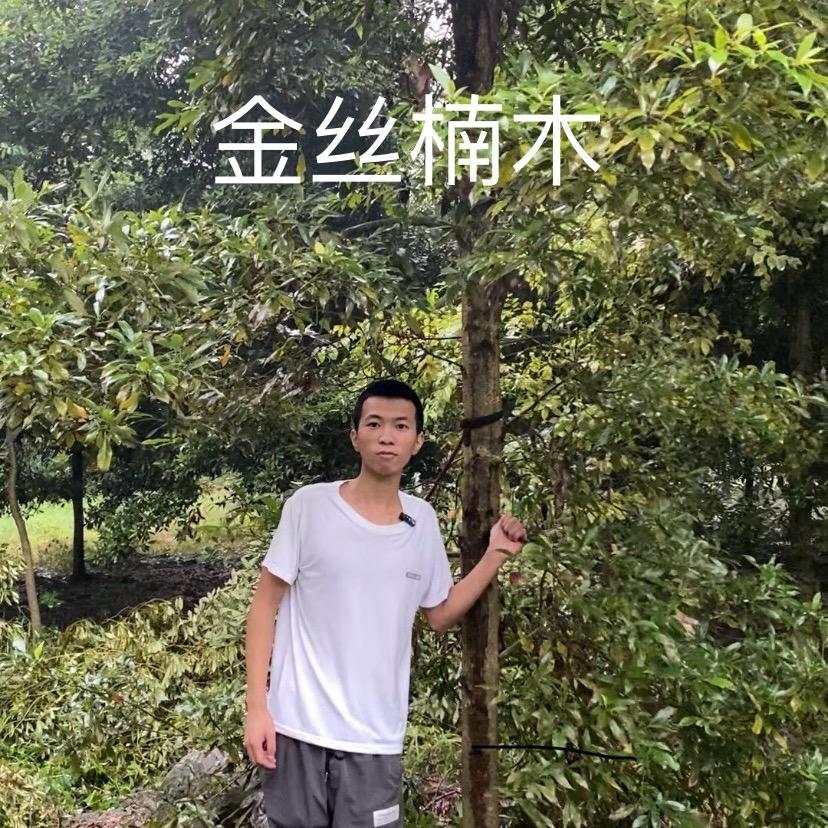 小周金丝楠木