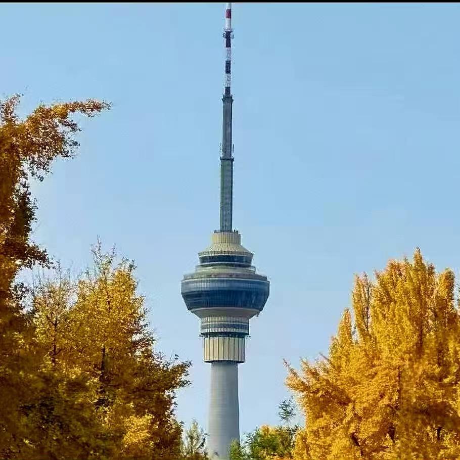 中央电视塔菊花艺术节官方号