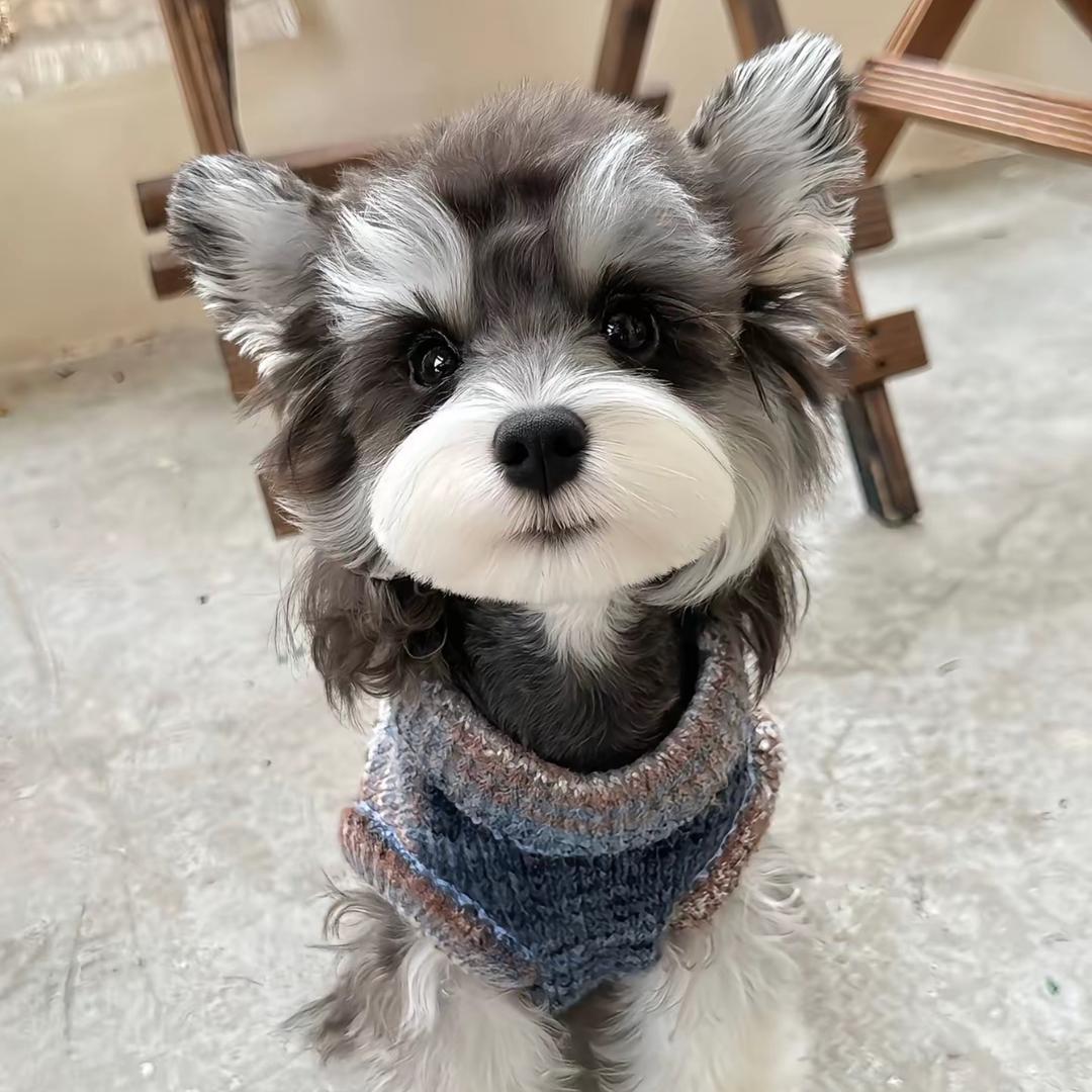 饭团家👀 萌系雪纳瑞