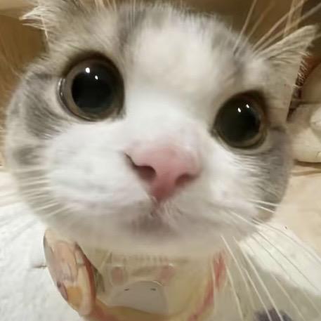小悦悦