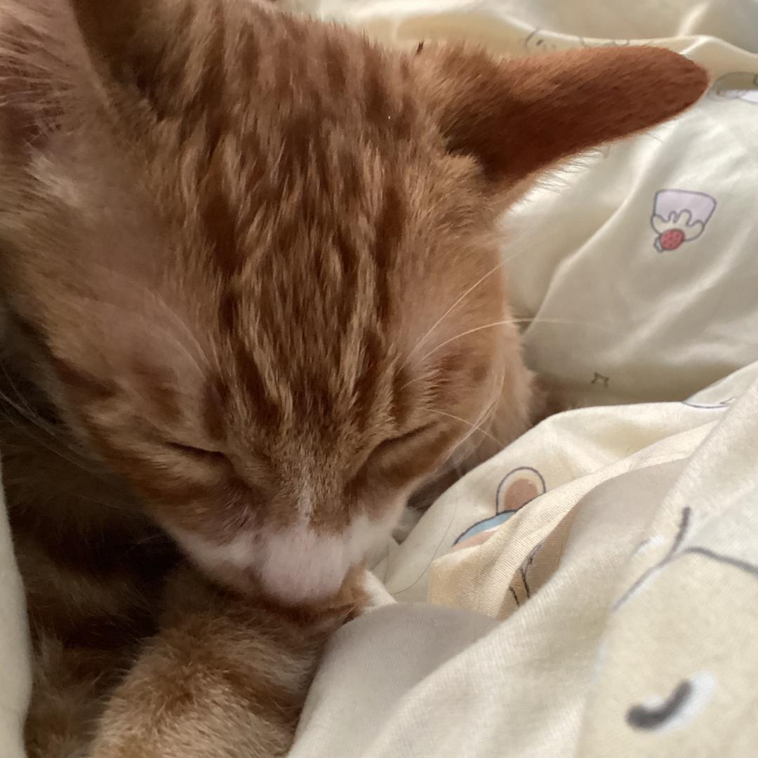 茶汀（接代✂️）