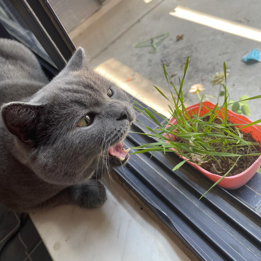 小猫啊薯