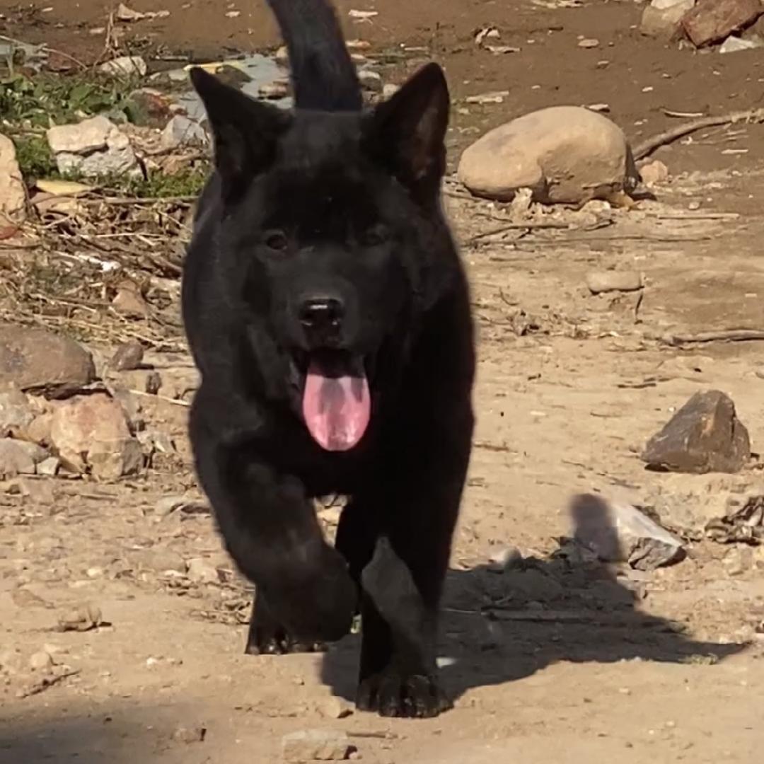 衢州烈火田园犬