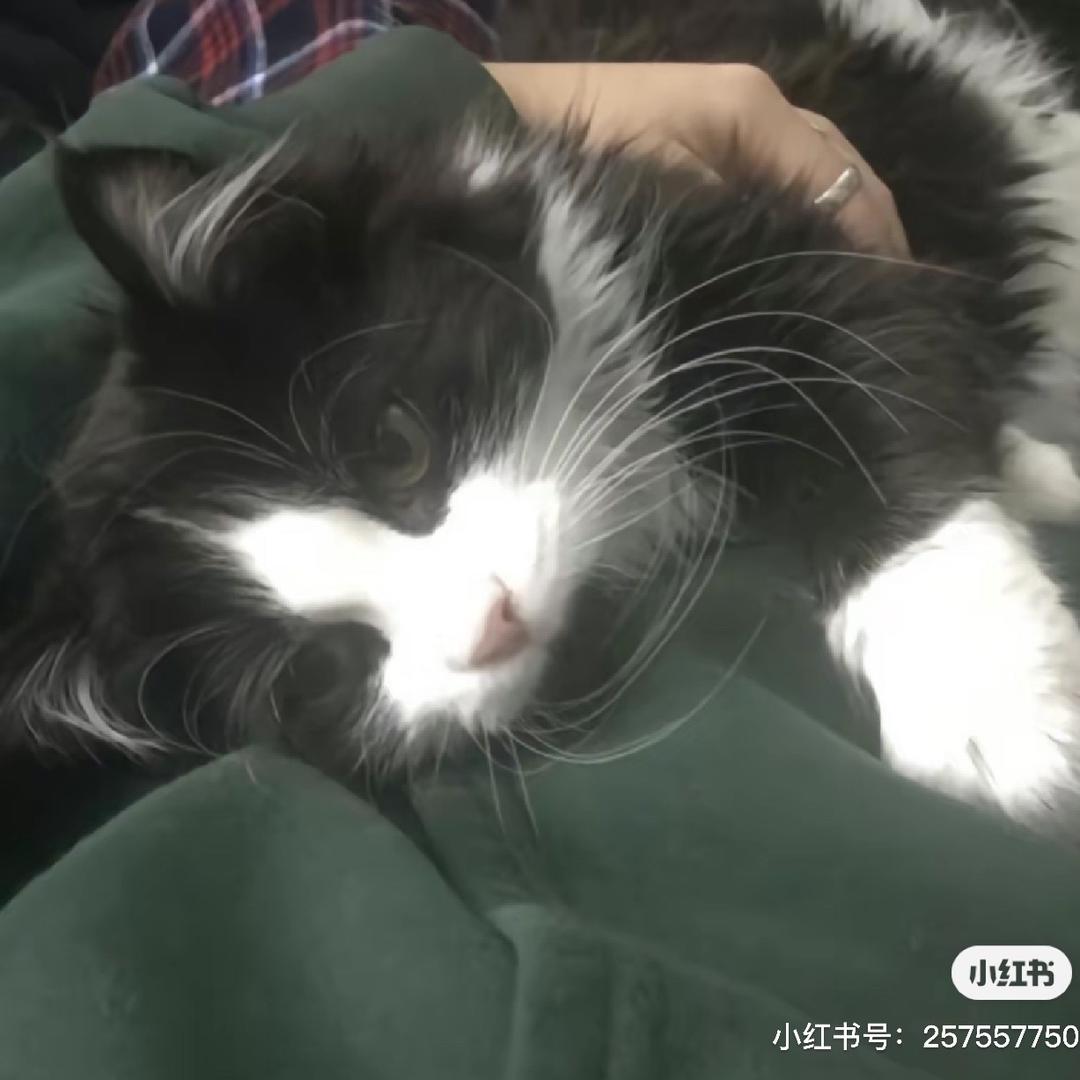 脆啵啵
