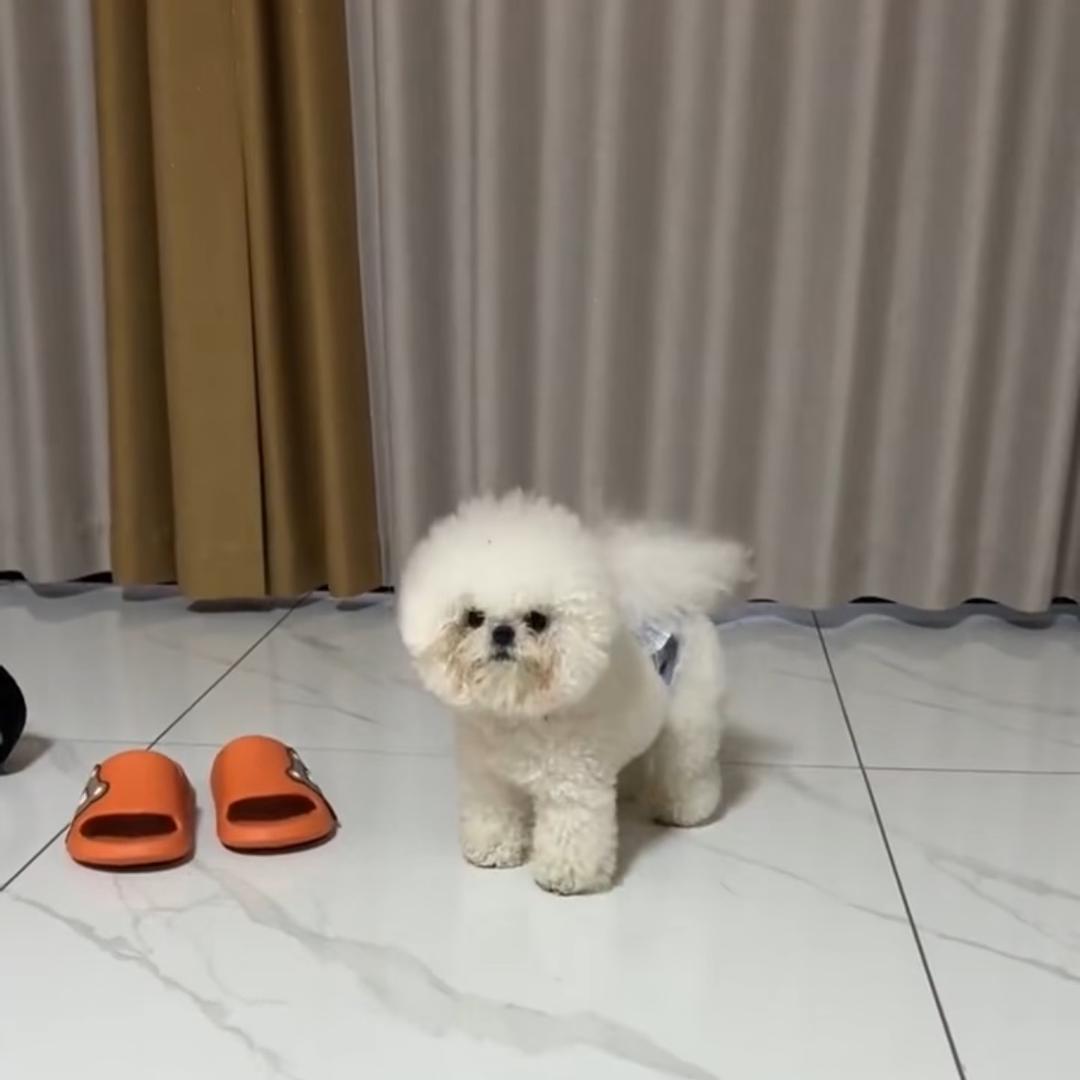 毛毛家的韩系比熊