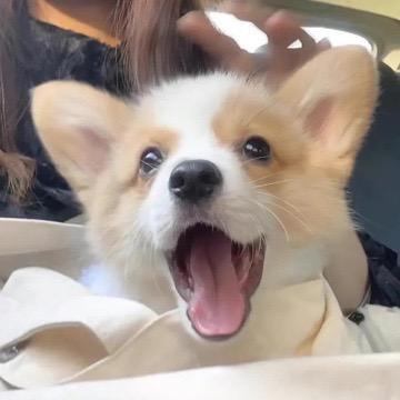 糕糕贝贝🥯🍦