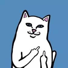 包🐱
