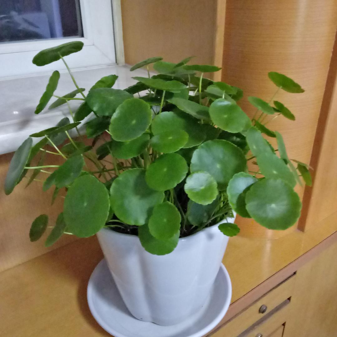 花儿为什么这样红