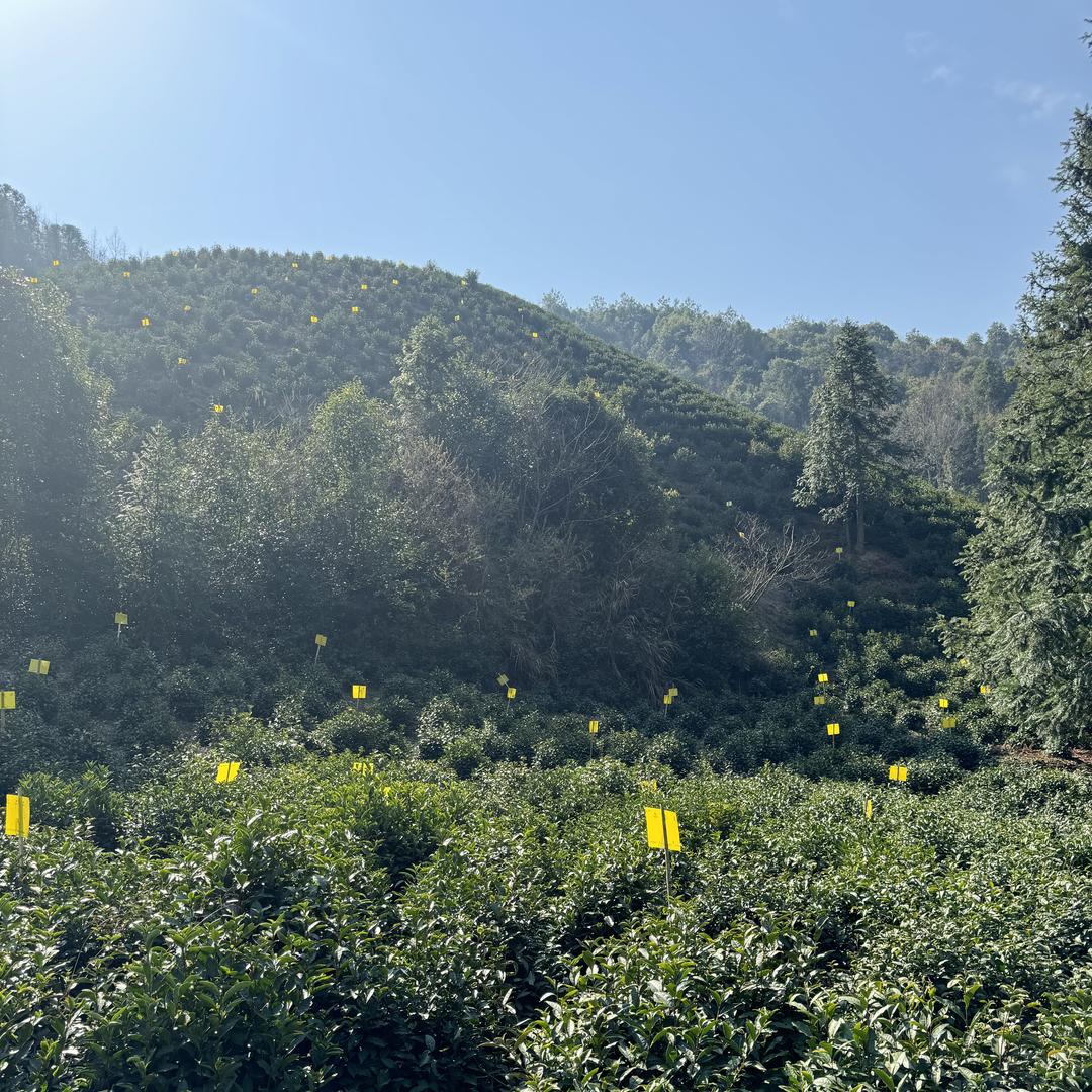 奈茗仙茶业的头像