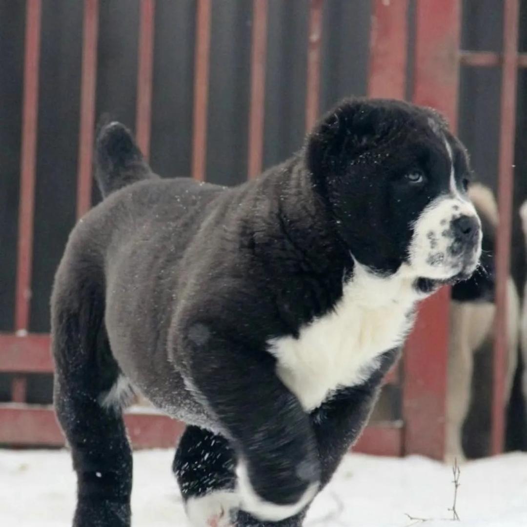 小小中亚牧羊犬